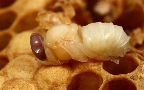 Apilarnil Therapy: The Healing Power of Bee Larvae